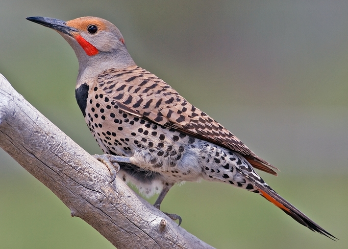 Northern Flicker (Male), Cabin Lake Viewing Blinds, Deschutes National Forest, Near Fort Rock, Oregon