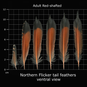 Bilde tatt fra: http://www.fws.gov/lab/featheratlas/feather.php?Bird=RSFL_tail_adult_ventral